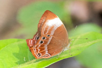 Abisara saturata-7- Thale Ban NP - 26/01/26