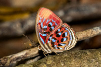 Paralaxita telesia--19- Thale Ban NP - 26/01/26