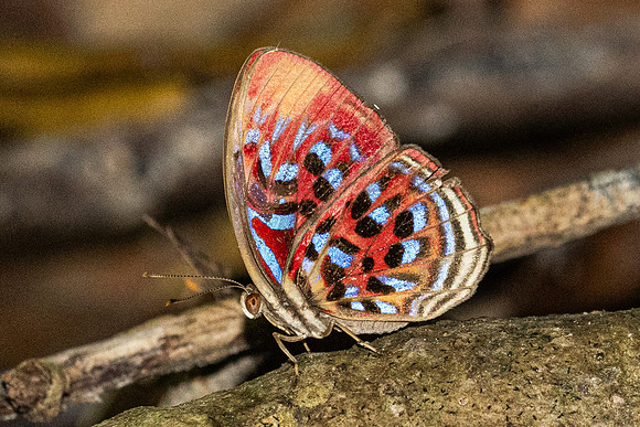 Paralaxita telesia--19- Thale Ban NP - 26/01/26