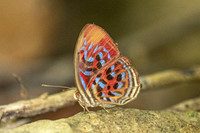 Paralaxita telesia--16- Thale Ban NP - 26/01/26