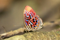 Paralaxita telesia--- Thale Ban NP - 26/01/26