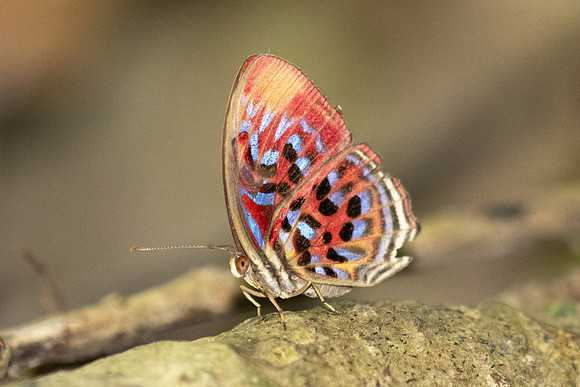 Paralaxita telesia--- Thale Ban NP - 26/01/26