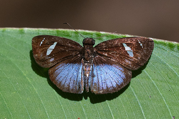 Pythonides jovianus - 3257  - Bucaramanga - 16/05/19