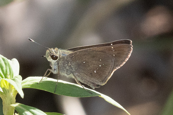 Pelopidas mathias--7 Betong 2/02/26