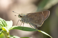 Pelopidas mathias--6 - Betong - 2/02/26