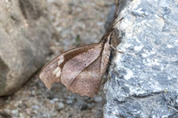 Libythea myrrha sanguinalis -8045 - Chiang Dao - 7/02/26