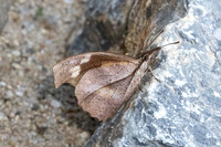 Libythea myrrha sanguinalis -8041 - Chiang Dao - 7/02/26
