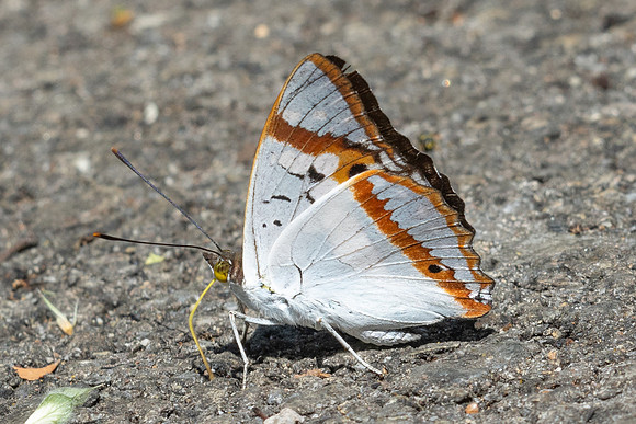 Mimathyma ambica-7669 - Chiang Dao - 7/02/26
