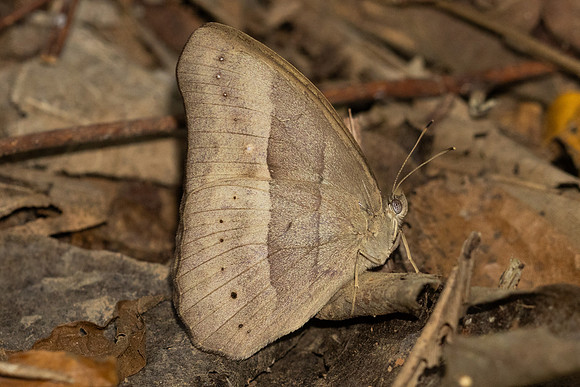 Mycalesis mnasicles-8269