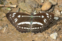 Phaedyma columella martabana -8780 - Chiang Dao - 8/02/26