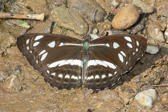 Phaedyma columella martabana -8780 - Chiang Dao - 8/02/26