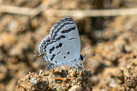 Tongeia potanini-8681 - Chiang Dao - 8/02/26