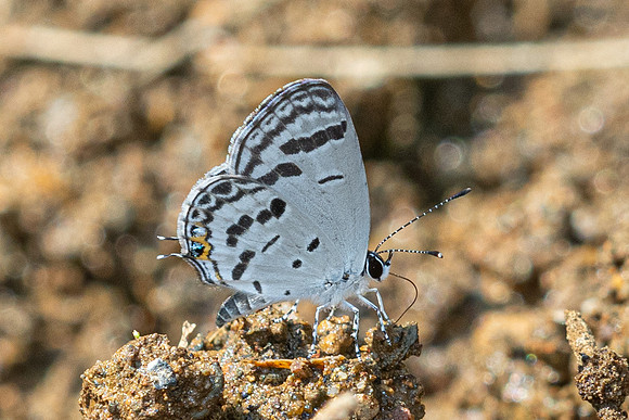 Tongeia potanini-8681 - Chiang Dao - 8/02/26
