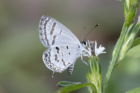 Tongeia potanini umbriel-7997 Chiang Dao - 7/02/26