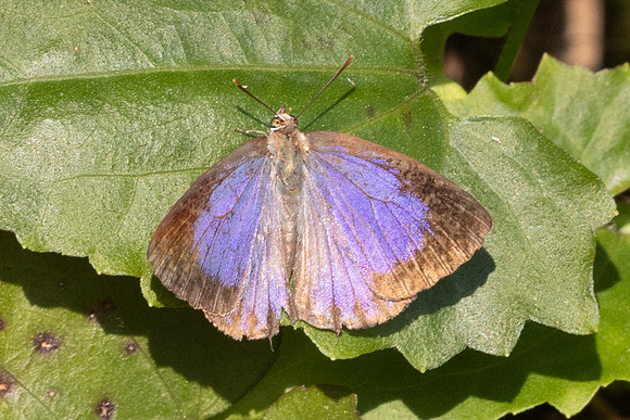 Arhopala paraganesa-28 - Doi Suthep - 28/02/26