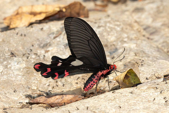 Byasa dasarada-3431 - Doi-Suthep - 20/02/26