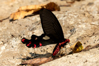 Byasa dasarada-3437- Doi-Suthep - 20/02/26
