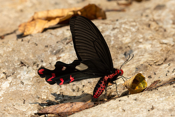 Byasa dasarada-3437- Doi-Suthep - 20/02/26