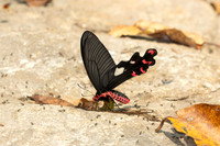 Byasa dasarada-3448- Doi-Suthep - 20/02/26