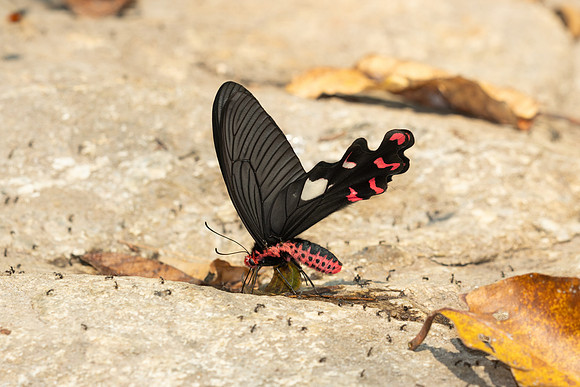 Byasa dasarada-3448- Doi-Suthep - 20/02/26