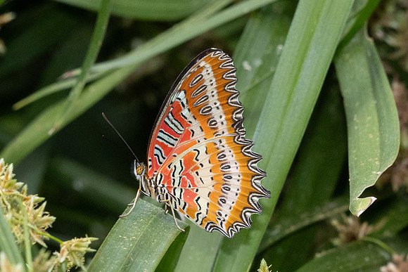 Cethosia biblis-3696 - Doi-Suthep 1180m - 20/02/26