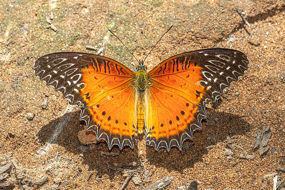 Cethosia biblis - Doi-Suthep 1180m - 1/03/26