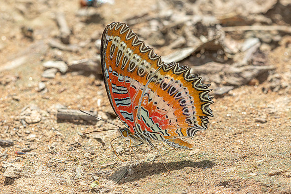 Cethosia biblis--9 - Doi-Suthep 1180m - 1/03/26