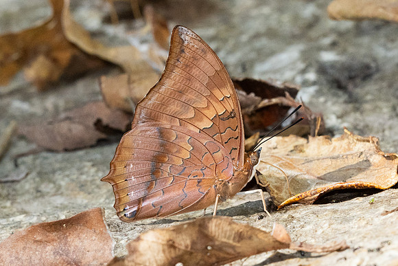 Charaxes bernardus - Doi-Suthep - 16/02/26