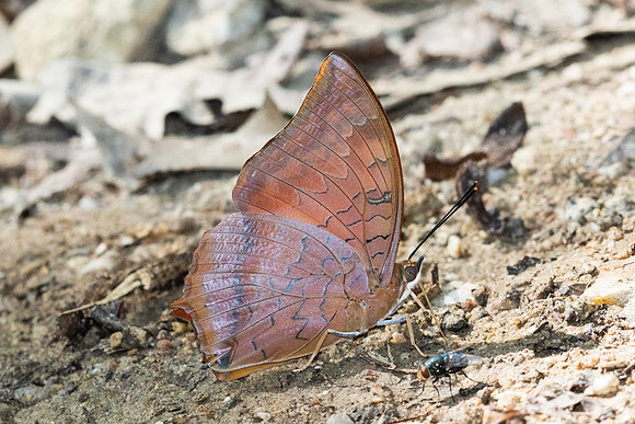 Charaxes bernardus--3 - - Doi-Suthep 1180m - 1/03/26