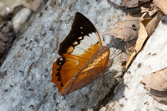 Charaxes bernardus--16 Doi-Suthep - 16/02/26