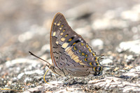Charaxes solon--29 - Doi-Suthep - 1/03/26