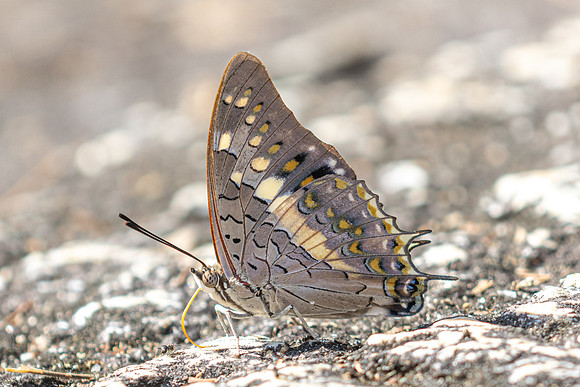 Charaxes solon--29 - Doi-Suthep - 1/03/26