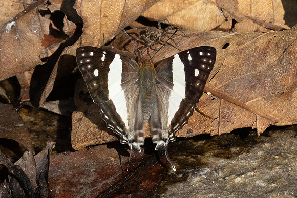 Dodona deodata -27 - Doi-Suthep 468m - 17/02/26