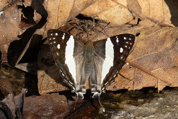 Dodona deodata--28- Doi-Suthep 468m - 17/02/26