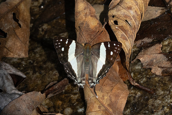 Dodona deodata--35- Doi-Suthep 468m - 17/02/26