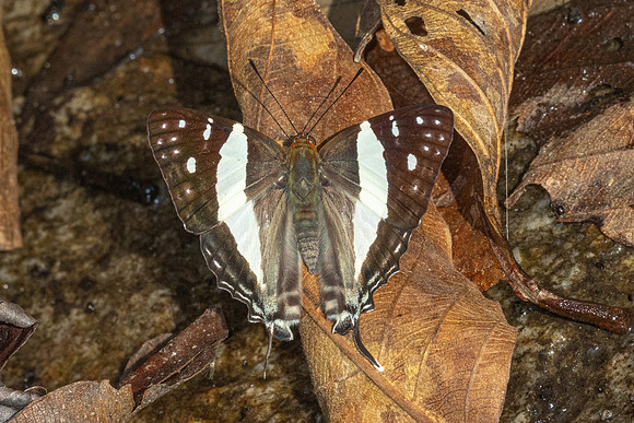Dodona deodata-- Doi-Suthep 468m - 17/02/26