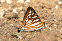 Dodona egeon--17 - Doi Suthep - 16/02/26