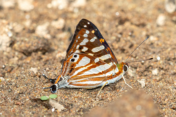 Dodona egeon--17 - Doi Suthep - 16/02/26