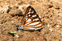Dodona egeon--14 - Doi Suthep - 16/02/26