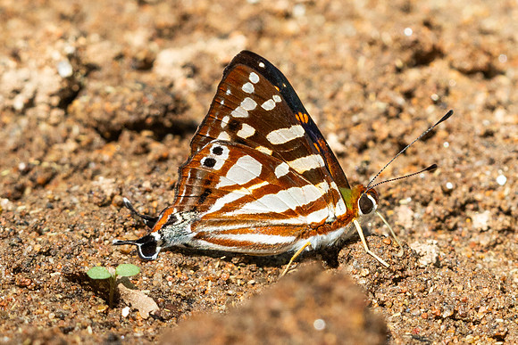 Dodona egeon--14 - Doi Suthep - 16/02/26