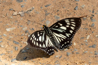 Euripus nyctelius-3059 - Doi-Suthep 1180m - 19/02/26