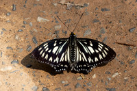 Euripus nyctelius-3068 - Doi-Suthep 1180m - 19/02/26