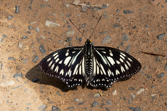 Euripus nyctelius-3068 - Doi-Suthep 1180m - 19/02/26