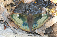 Euthalia aconthea--14 - Doi-Suthep - 16/02/26