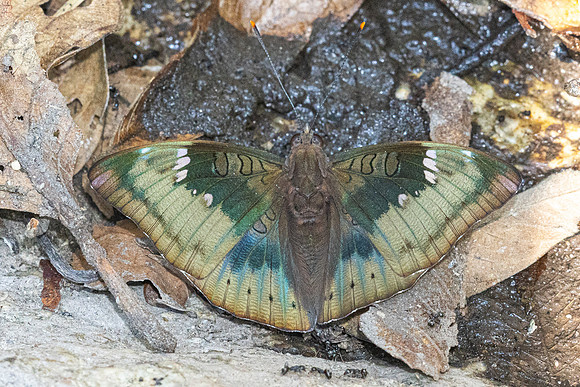 Euthalia aconthea--14 - Doi-Suthep - 16/02/26