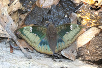 Euthalia aconthea--12- Doi-Suthep - 16/02/26