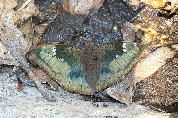 Euthalia aconthea--12- Doi-Suthep - 16/02/26