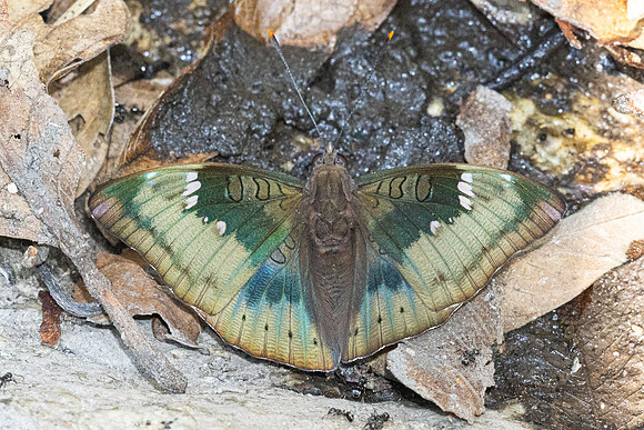 Euthalia aconthea--20 - Doi-Suthep - 16/02/26