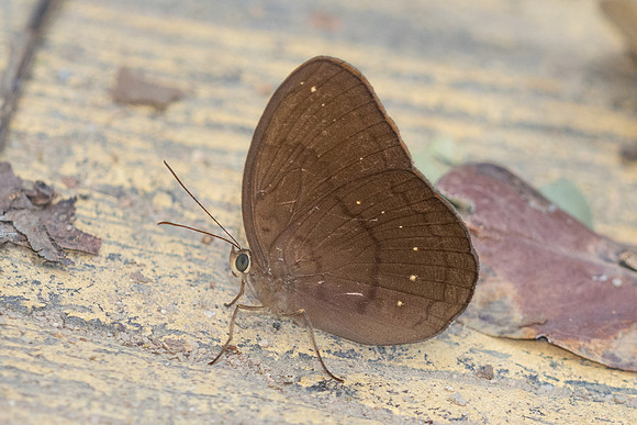 Faunis canens-3317 - Doi Suthep 468m - 20/02/26