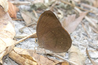 Faunis canens--2 - Doi Suthep 468m - 20/02/26